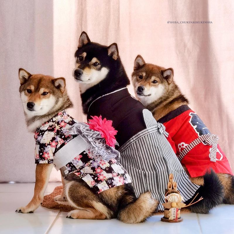 2022-shiba-inu-chuken-kiku-kensha-elevage-CKK-kennel-kawaii-kimono-japan-cosplay-dog-chien-costume-japonais-annee-tigre