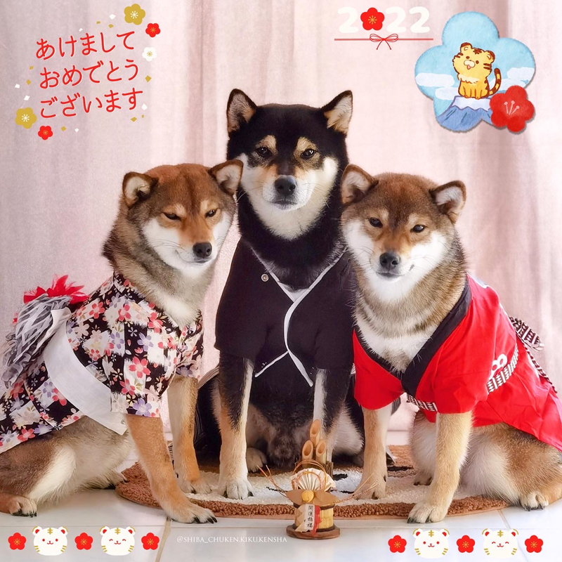Akemashite-omedetou-gozaimasu-bonne-annee-happy-new-year-2022-shiba-inu-chuken-kiku-kensha-elevage-CKK-kennel-cute-kimono-tenue-traditionnelle-japonaise-chien-japon
