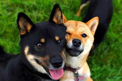 Shiba-inu-chien-japonais-Race-japonaise-Japanese-dog-柴犬