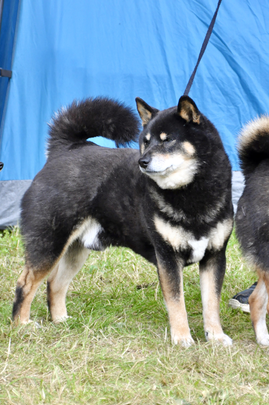 Champion-veteran-des-expo-shiba-inu-GORO-male-elevage-Chuken-kikusou