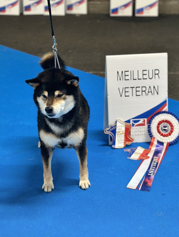 Championnat-de-France-championne-veteran-shiba-Mabuki-Latin-Winner-2024-Chuken-kikusou