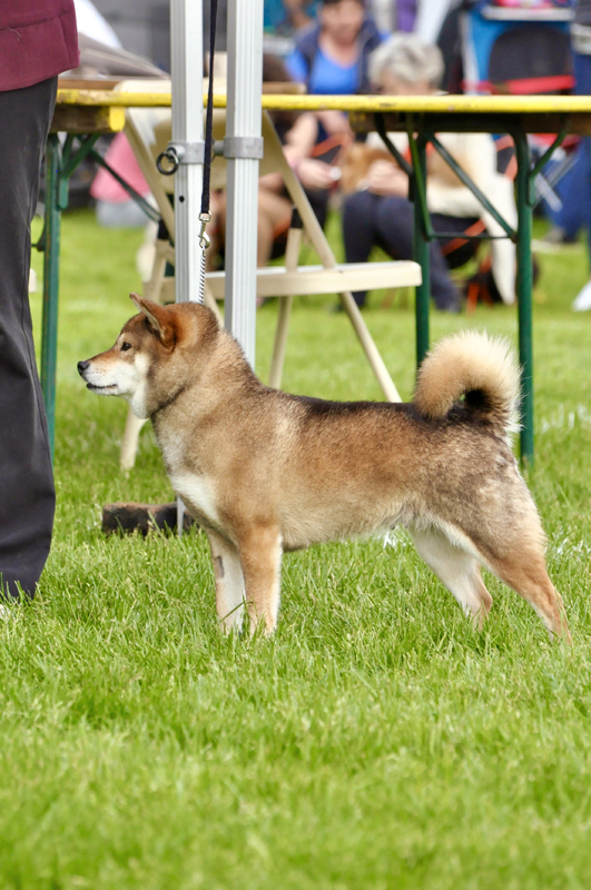 Championne-veteran-des-expo-KIKO-sesame-shiba-inu-chuken-kikusou-nippo-gomashiba-female