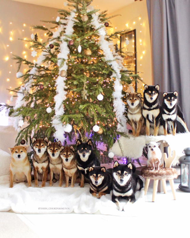 Christmas-Shiba-inu-Chuken-kikusou-Noel-2022-redshiba-kuroshiba-gomashiba-sesame-japanese-dogs-gang-shibe-chien-japonais-elevage