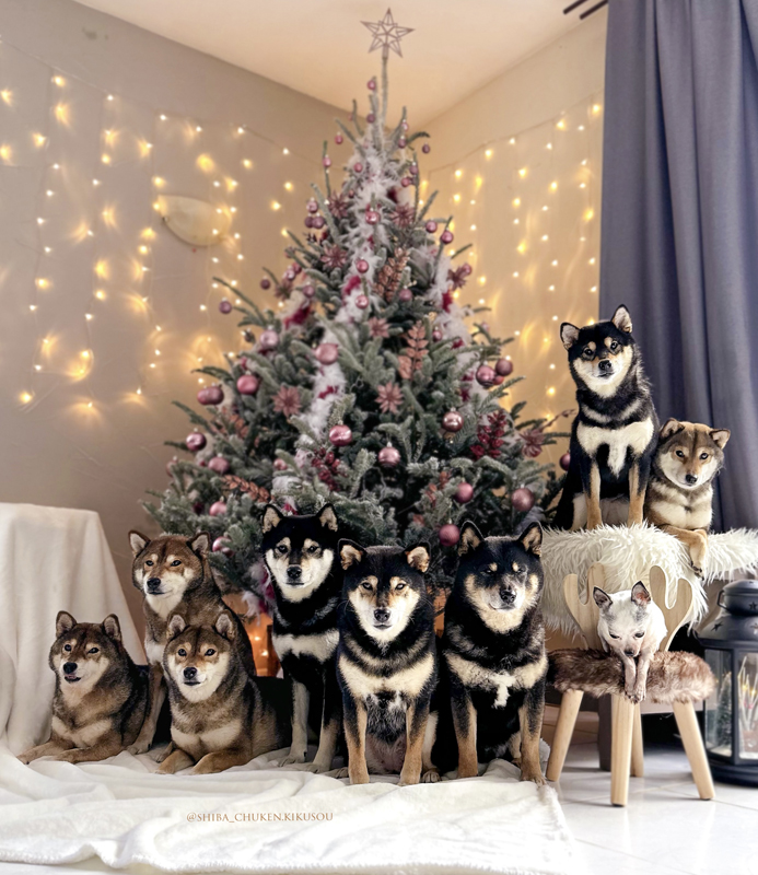 Christmas-2023-Chuken-kikusou-elevage-Shiba-inu-black-tan-sesame-gang-japanese-dog-shibe-france