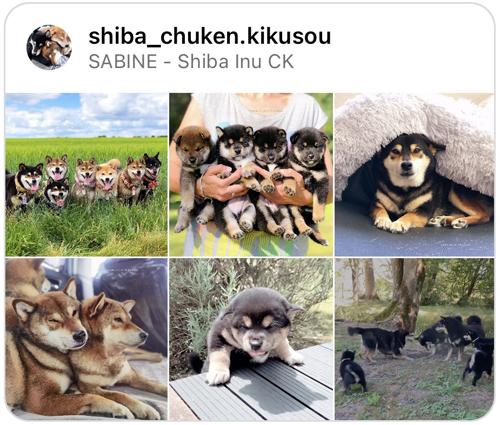 Instagram-IG-insta-Shiba-inu-Chuken-Kikusou-elevage-kennel-japanese-dog-chien-japonais-shibe-shiback-shibaken-shibalove-shibalife-shibamania-puppy-puppies-chiot-fluffy-cute-kawaii-doge-mame-sesame-squeezie-natsu