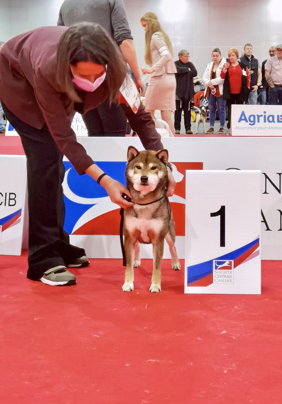 Jinjyu-go-chuken-kiku-kensha-shiba-inu-sesame-male-BOB-veteran-championship-dogshow-championnat-de-france-champion-latin-winner-2022