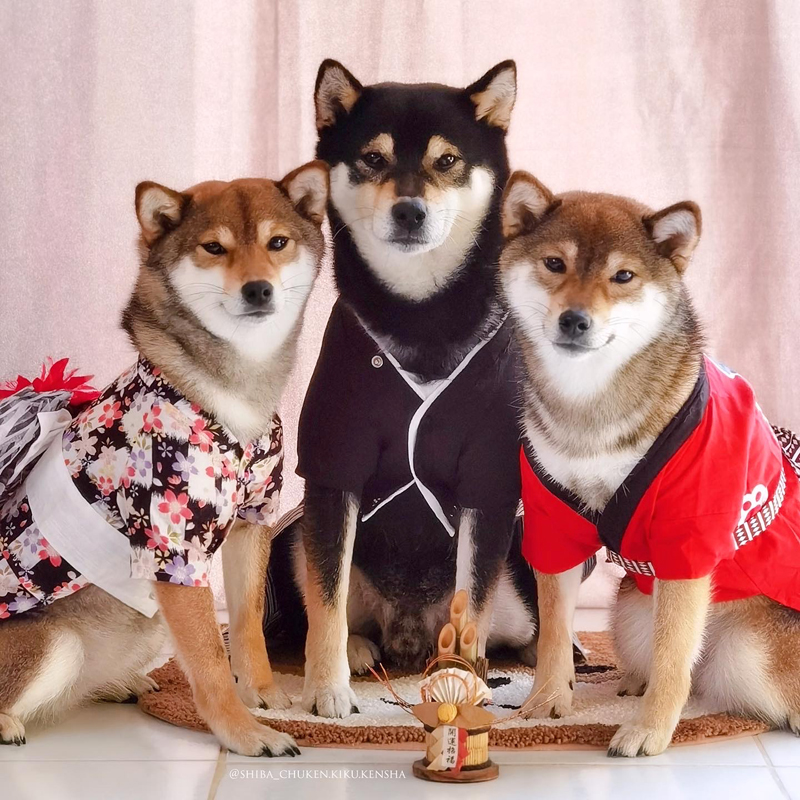 KoKonette-Nanaki-Ran-2022-shiba-inu-chuken-kiku-kensha-elevage-CKK-kennel-cute-kimono-japanese-dog-chien-japonais-nouvel-an