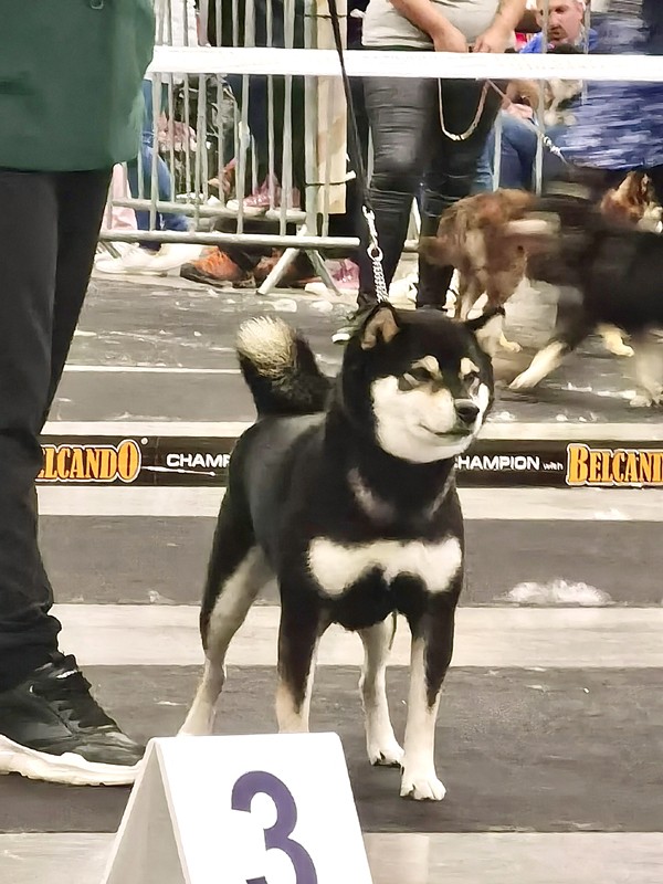 NANAKI-japan-import-shiba-black-kuroshiba-dog-show-Nationale-elevage-2022-Chuken-Kikusou-stud-male-France-Champion-expo-canine