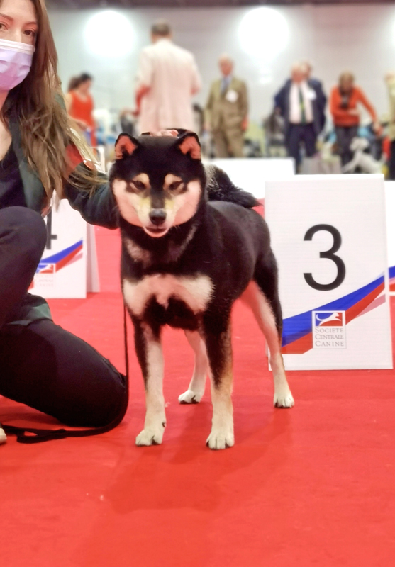 Nanaki-male-shiba-inu-stud-japan-import-japon-championnat-de-france-championship-european-dog-show-paris-2022-kuroshiba-chuken-kiku-kensha-CKK