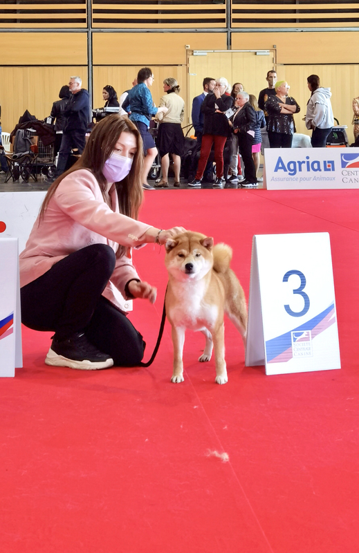 NobuTora-Kigiku-Go-Chuken-Kiku-Kensha-championne-shiba-inu-femelle-European-dog-show-paris-2022-chien-japonais-CKK