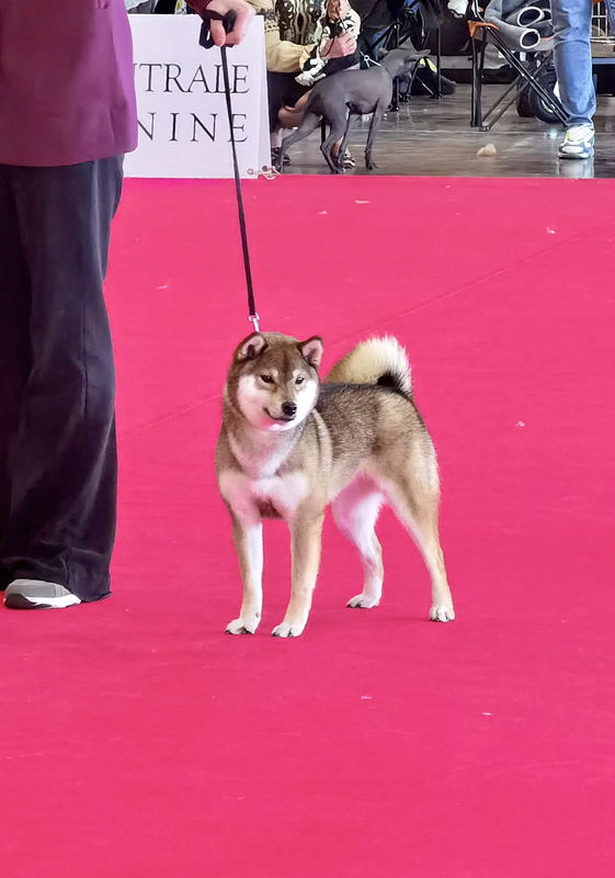 Rangiku-Umeko-Go-Chuken-Kiku-Kensha-goma-shiba-inu-sesame-female-femelle-Championnat-de-France-expo-canine-2022-championship-dog-show