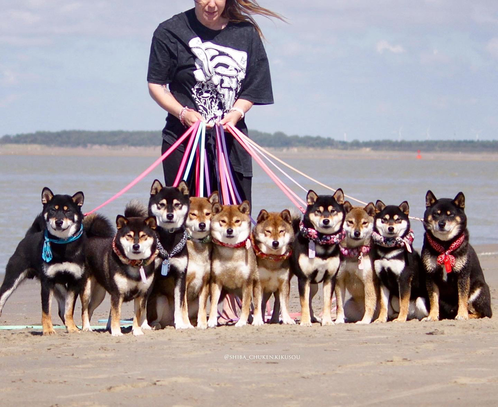 Shiba-gang-doge-beach-japanese-dog-plage-mer-Chuken-kikusou-elevage-chien-japonais-shibe-kuroshiba-gomashiba-sesame