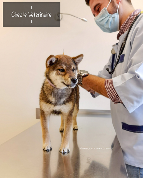Shiba-inu-conseil-veterinaire-medical-training-manipulation-desensibilisation-vaccin-socia-cours-chien-chiot-sante-malproprete-promenade-balade-question-probleme-description