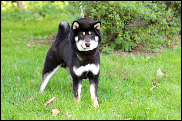 TEN-Futen-no-Shu-go-shikoku-suehiroan-FUKURYUU-black-tan-bloodline-male-shiba-inu-stud-etalon-nippo-japan-import-elevage-Chuken-kikusou-chien-japon-kuroshiba