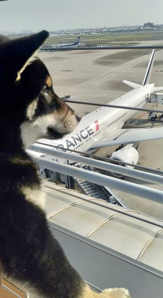 airport-voyage-aeroport-shiba-inu-puppy-chiot-cabine-import-japon