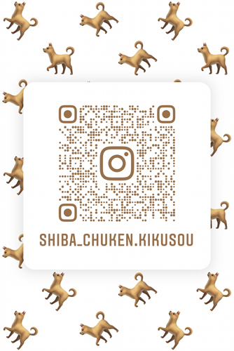 instagram-shiba-inu-chuken-kikusou-nametag-CK-elevage-photo-video-shibalife-shibamania-chien-japonais-doge-shibalove-shibadog-shibe