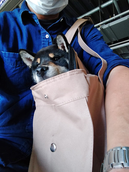 puppy-shiba-inu-chiot-voyage-cabine-avion
