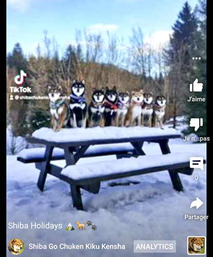 video-youtube-shiba-inu-elevage-chuken-kiku-kensha-Vosges-2022-sejour-vacances-holidays-snow-japanese-dog-pack-chien-japonais-meute