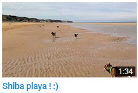 shiba-inu-playa-plage-mer-sans-laisse-liberte-CKK-elevage-youtube-video
